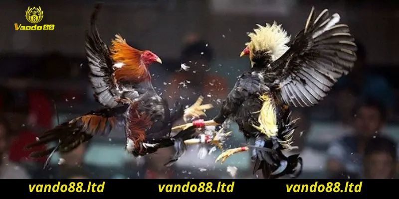 Hướng dẫn tham gia game đá gà Vando88