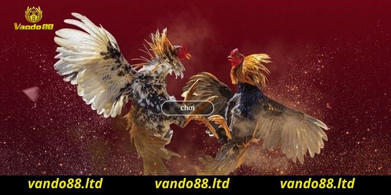 Thông tin giới thiệu đến bạn Game đá gà Vando88  